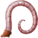 OGON PUSTYNNEGO SZCZURA